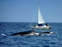 australia - humpback whales 3.jpg